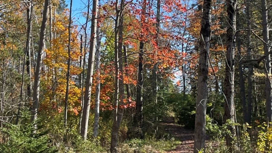 A forested trail
