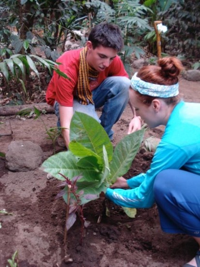 Guatemala  Plants