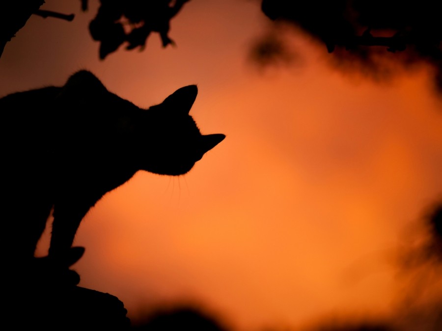 The silhouette of a cat in a tree with an orange sky in the background.